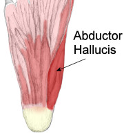 aproximador-del-pulgar